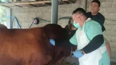 Cegah Kerugian Pedagang, DKPP Kediri Siapkan Edukasi PMK di Pasar Hewan