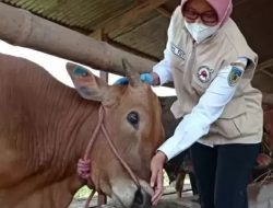 DKPP Catat 25 Sapi di Kabupaten Kediri Sembuh dari PMK