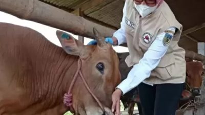 Kasus PMK Kembali Muncul di Kediri, DKPP Catat 49 Sapi Terjangkit dan Satu Mati