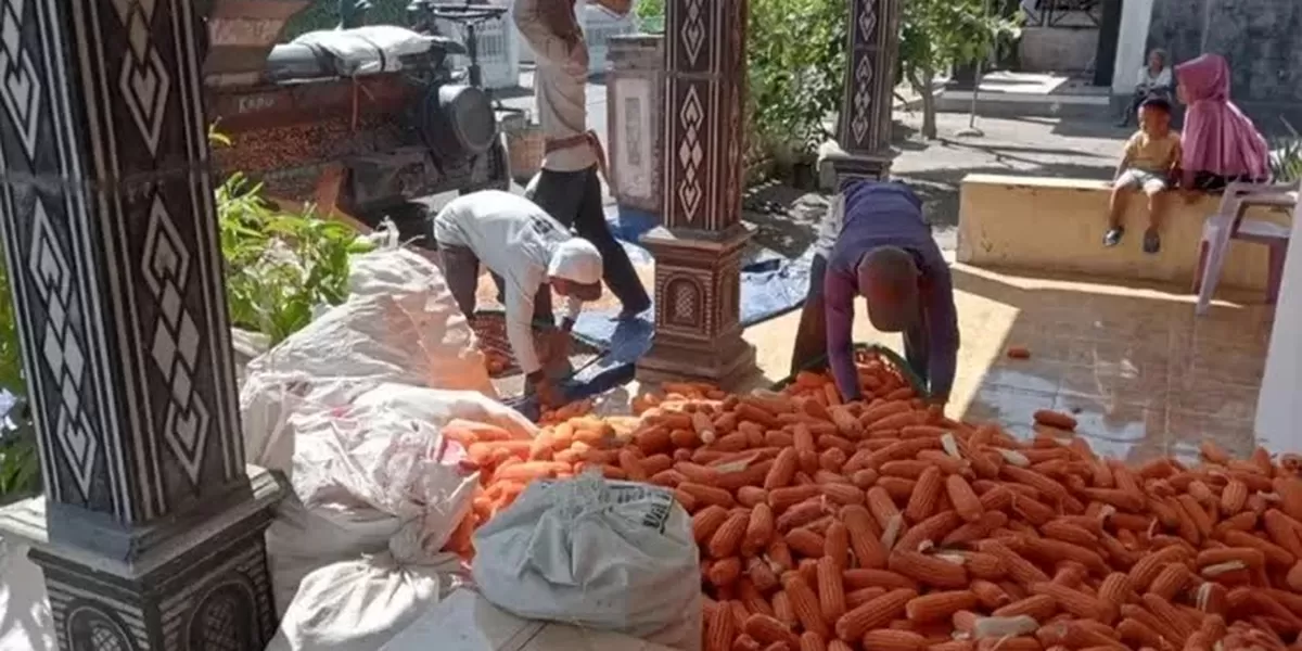 Cuaca Ekstrem Awal 2026 Tak Pengaruhi Harga, Jagung di Kediri Tembus Rp 6.200 per Kilogram