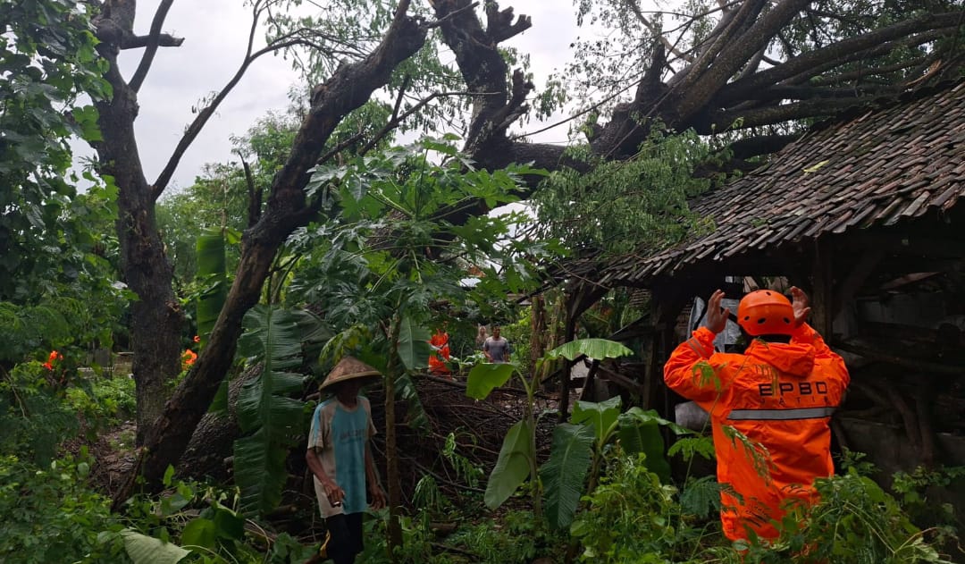 Hujan Lebat dan Angin Kencang Picu Pohon Trembesi Tumbang, Rumah Warga Tulungagung Terdampak