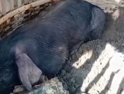 Babi Ngepet yang Menghebohkan Warga Ngantru Tulungagung Dijual 400 Ribu