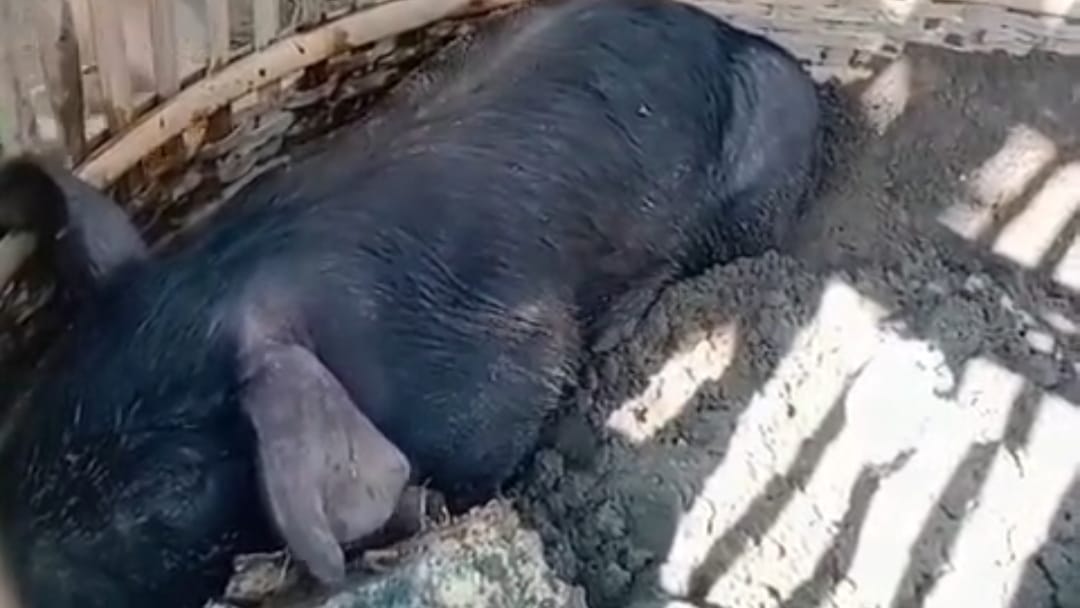 Heboh Dugaan Babi Ngepet di Ngantru Tulungagung, Ini Kronologi Sebenarnya