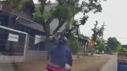 Jambret Viral di Campurdarat Dibekuk Polisi, Pelaku Ternyata Residivis Pencurian