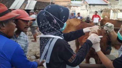 Kasus PMK di Kediri: 17 Ekor Sapi Dinyatakan Sembuh dari Total 91 Ternak Terpapar