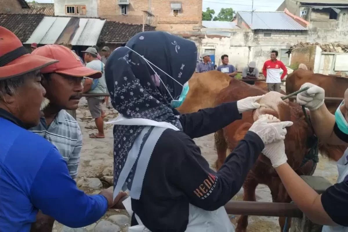 Kasus PMK di Kediri: 17 Ekor Sapi Dinyatakan Sembuh dari Total 91 Ternak Terpapar