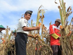 Aksi Kemanusiaan Lapas Blitar, Hasil Panen Jagung dan Terong Warga Binaan Disalurkan untuk Korban Bencana di Sumatera