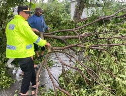 Cuaca Buruk Terjang Lamongan, Pohon Tumbang Tutup Jalan dan Sejumlah Rumah Rusak