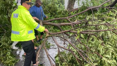 Cuaca Buruk Terjang Lamongan, Pohon Tumbang Tutup Jalan dan Sejumlah Rumah Rusak