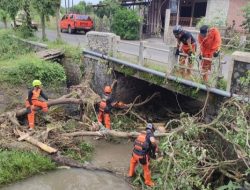 BPBD Kota Kediri Evakuasi Tumpukan Pohon Tumbang di Jembatan Ngampel, Aliran Sungai Kembali Normal