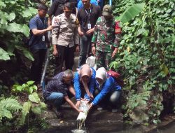 Tebar 500 Bibit Ikan Nila di Sumber Cakarsi, Sinergi Mahasiswa KKN, Tiga Pilar, dan Pemerintah Dukung Program Ketahanan Pangan