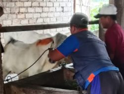 Cegah Penyebaran PMK, Disnakeswan Lamongan Percepat Vaksinasi, 10.230 Dosis PMK Telah Disuntikan