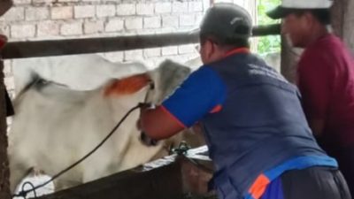 Cegah Penyebaran PMK, DIsnakeswan Lamongan Percepat Vaksinasi, 10.230 Dosis PMK Telah Disuntikan