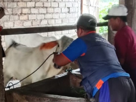 Cegah Penyebaran PMK, DIsnakeswan Lamongan Percepat Vaksinasi, 10.230 Dosis PMK Telah Disuntikan