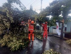 Hujan dan Angin Kencang Terjang Kota Kediri, Sejumlah Pohon Tumbang Timpa Rumah serta Jaringan Listrik