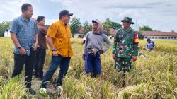 Awal Panen, Bulog Jatim Optimalkan Serapan Gabah Petani Mojoagung