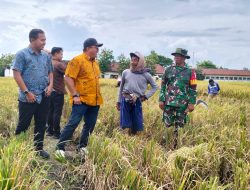 Awal Panen, Bulog Jatim Optimalkan Serapan Gabah Petani Mojoagung