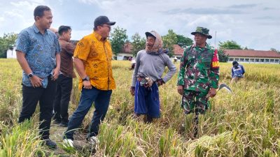 Awal Panen, Bulog Jatim Optimalkan Serapan Gabah Petani Mojoagung