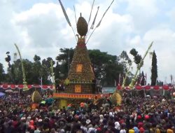 Waduh ! Produksi Durian Turun Akibat Cuaca, Kenduri Durian Wonosalam 2026 Resmi Dibatalkan