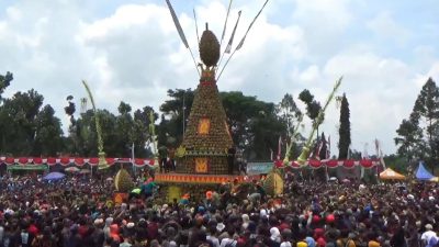 Produksi Durian Turun Akibat Cuaca, Kenduri Durian Wonosalam 2026 Resmi Dibatalkan