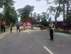 Satlantas Polres Kediri Kota Sigap Evakuasi Pohon Tumbang di Jalan Veteran