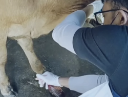 Sebanyak 7.500 Dosis Vaksin PMK Siap Disebar ke 20 Kecamatan di Nganjuk