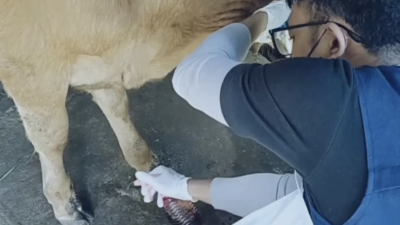 7.500 Dosis Vaksin PMK Siap Disebar ke 20 Kecamatan di Nganjuk