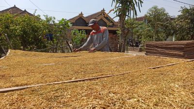 DBHCHT Ponorogo Anjlok Lebih dari Separuh, Ini Rincian Alokasinya