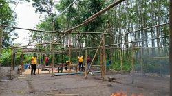 Digerebek Polisi, Pelaku Judi Sabung Ayam di Mangunrejo Kabur ke Sawah