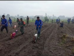 TMMD ke-127 Dorong Ketahanan Pangan, Pemkab Kediri dan TNI Tanam Jagung di Desa Gadungan