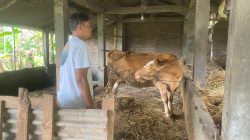 Sapi Bantuan UPPO Poktan Tunas Tani Ngetos Tersisa Satu Ekor di Kandang Komunal