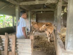 Sapi Bantuan UPPO Poktan Tunas Tani Ngetos Nganjuk Tersisa Satu Ekor di Kandang Komunal