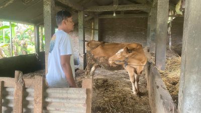 Sapi Bantuan UPPO Poktan Tunas Tani Ngetos Tersisa Satu Ekor di Kandang Komunal
