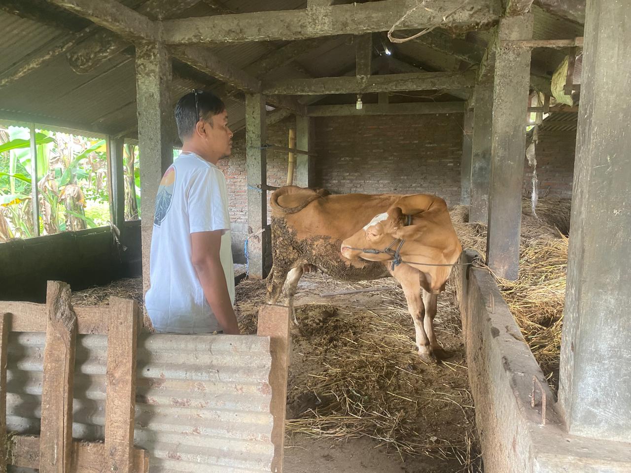 Sapi Bantuan UPPO Poktan Tunas Tani Ngetos Tersisa Satu Ekor di Kandang Komunal