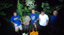 Tanam Ganja di Dalam Pot, Dua Warga Plosoklaten Ditangkap Polisi