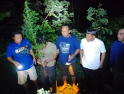 Tanam Ganja di Dalam Pot, Dua Warga Plosoklaten Ditangkap Polisi