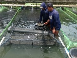 Benih Ikan Nila Black Airlangga Melegenda di Nusantara