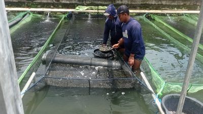 Benih Ikan Nila Black Airlangga Melegenda di Nusantara