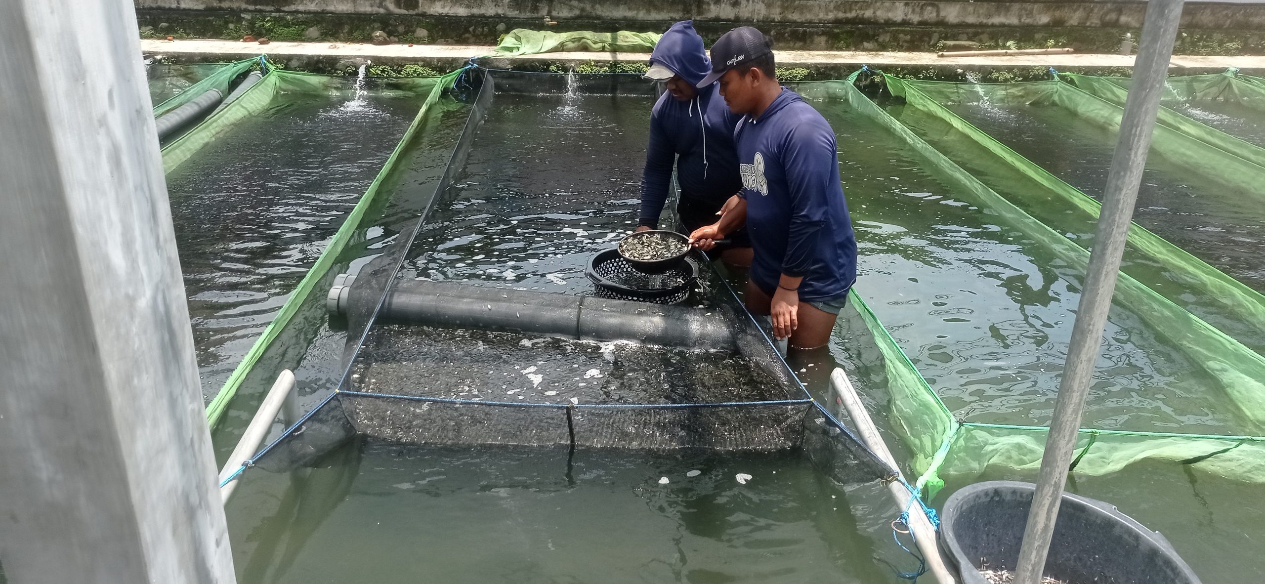 Benih Ikan Nila Black Airlangga Melegenda di Nusantara