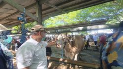 PMK Kembali Merebak di Tulungagung, DPKH Perketat Pengawasan di Pasar Hewan Terpadu