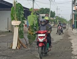 Rusak Tak Kunjung Diperbaiki, Warga Ngunut, Tulungagung, Tanami Jalan dengan Pohon Pisang