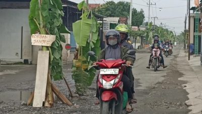 Rusak Tak Kunjung Diperbaiki, Warga Ngunut, Tulungagung, Tanami Jalan dengan Pohon Pisang