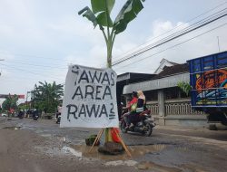 Aksi Tanam Pohon Pisang Warnai Protes Jalan Rusak, Pemkab Tulungagung Targetkan Perbaikan Tuntas Sebelum Idul Fitri