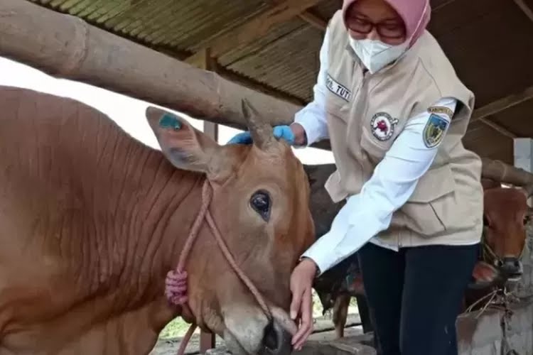Tingkat Kesembuhan PMK di Kabupaten Kediri Capai 113 dari 197 Kasus