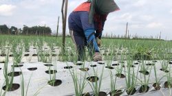 Produksi Bawang Merah di Tulungagung Hanya 21.511 Kilogram Selama 2025, Dispertan Beberkan Kendala