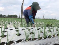 Produksi Bawang Merah di Tulungagung Hanya 21.511 Kilogram Selama 2025, Dispertan Beberkan Kendala