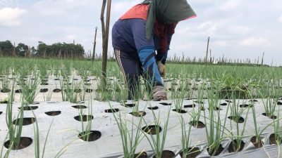Produksi Bawang Merah di Tulungagung Hanya 21.511 Kilogram Selama 2025, Dispertan Beberkan Kendala