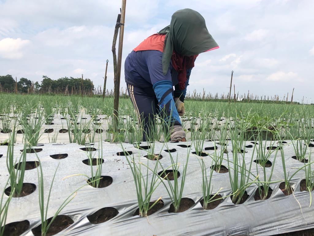 Produksi Bawang Merah di Tulungagung Hanya 21.511 Kilogram Selama 2025, Dispertan Beberkan Kendala