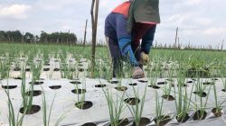 Masuki Musim Hujan, 16 Hektare Bawang Merah di Tulungagung Mulai Ditanam, Potensi Capai 160 Ton