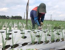 Masuki Musim Hujan, 16 Hektare Bawang Merah di Tulungagung Mulai Ditanam, Potensi Capai 160 Ton